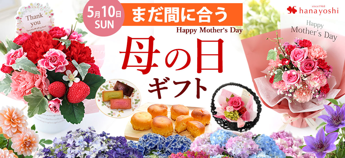 mom26t_bn1200x550.jpg