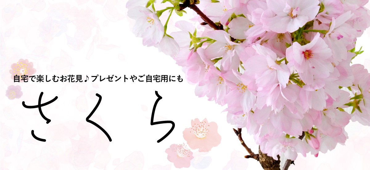 /sakura_bn1200x550.jpg