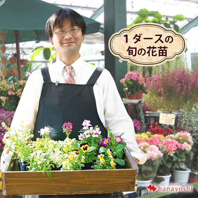 4月限定 送料無料 あじさい 鉢植え 4号 ～4/30まで日時指定OK