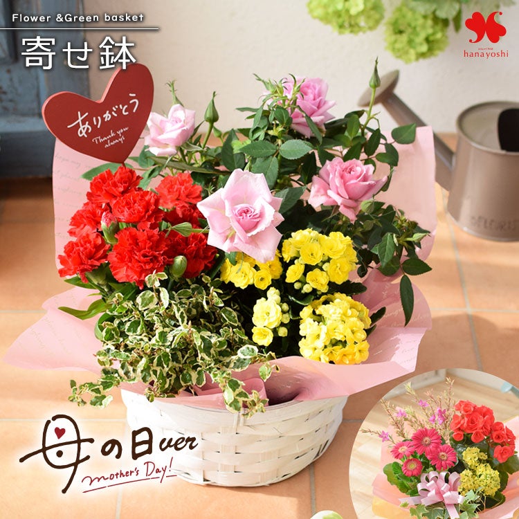 モリヒロ園芸さんの 季節の鉢花 ロングライフハイビスカス in