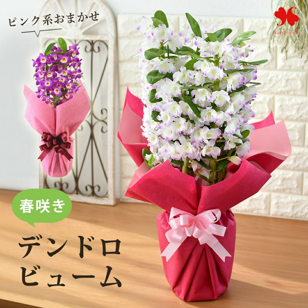 春の洋蘭 人気のピンク系 デンドロビウム ～3月31日お届け | フラワー