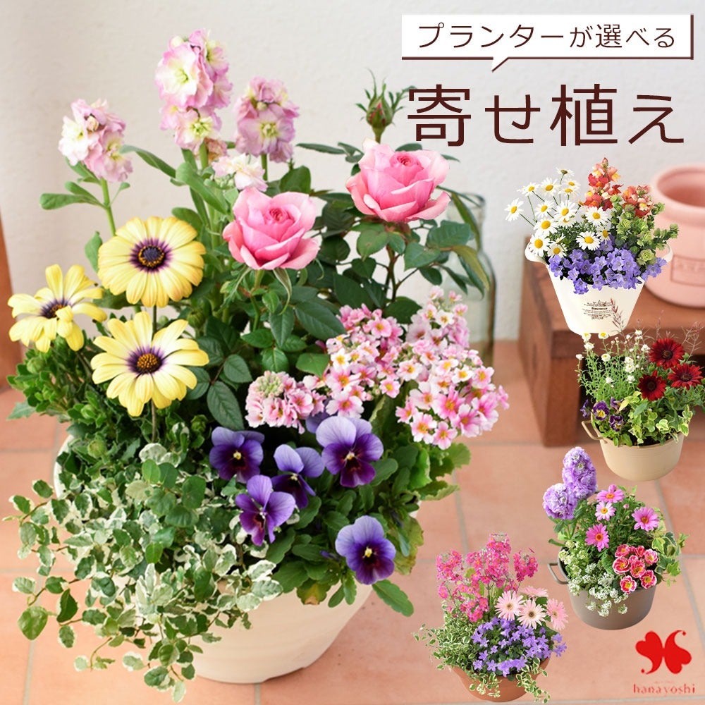 プランターが選べる 季節のおまかせ寄せ植えS | フラワーマーケット花