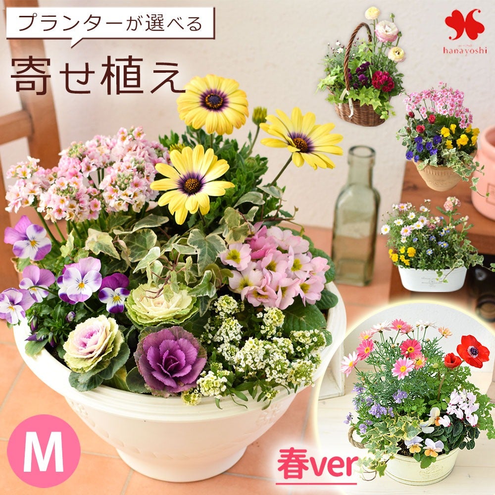 プランターが選べる♪季節のおまかせ寄せ植えM | フラワーマーケット花