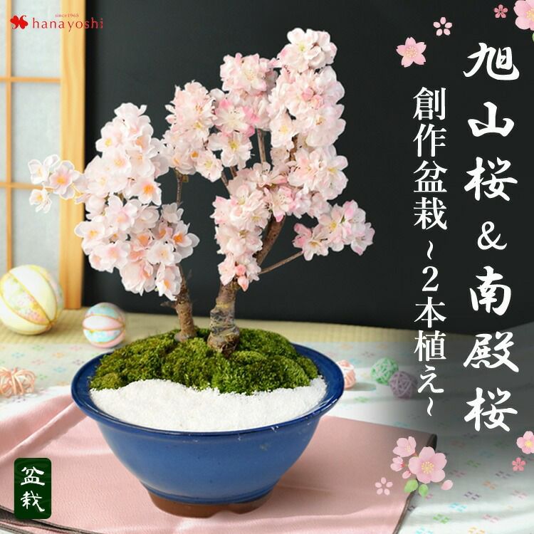 桜 盆栽 花芽付 創作盆栽～旭山桜＆南殿桜2本植え～ 万古焼手造り 2/1