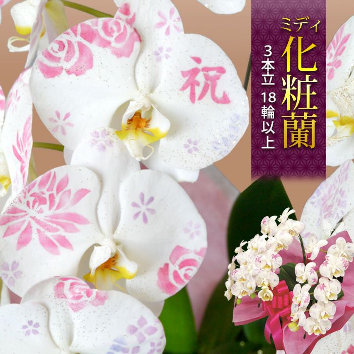 送料無料 化粧蘭 ケショウラン 胡蝶蘭 洋蘭＜大輪・5本立ち＞50輪