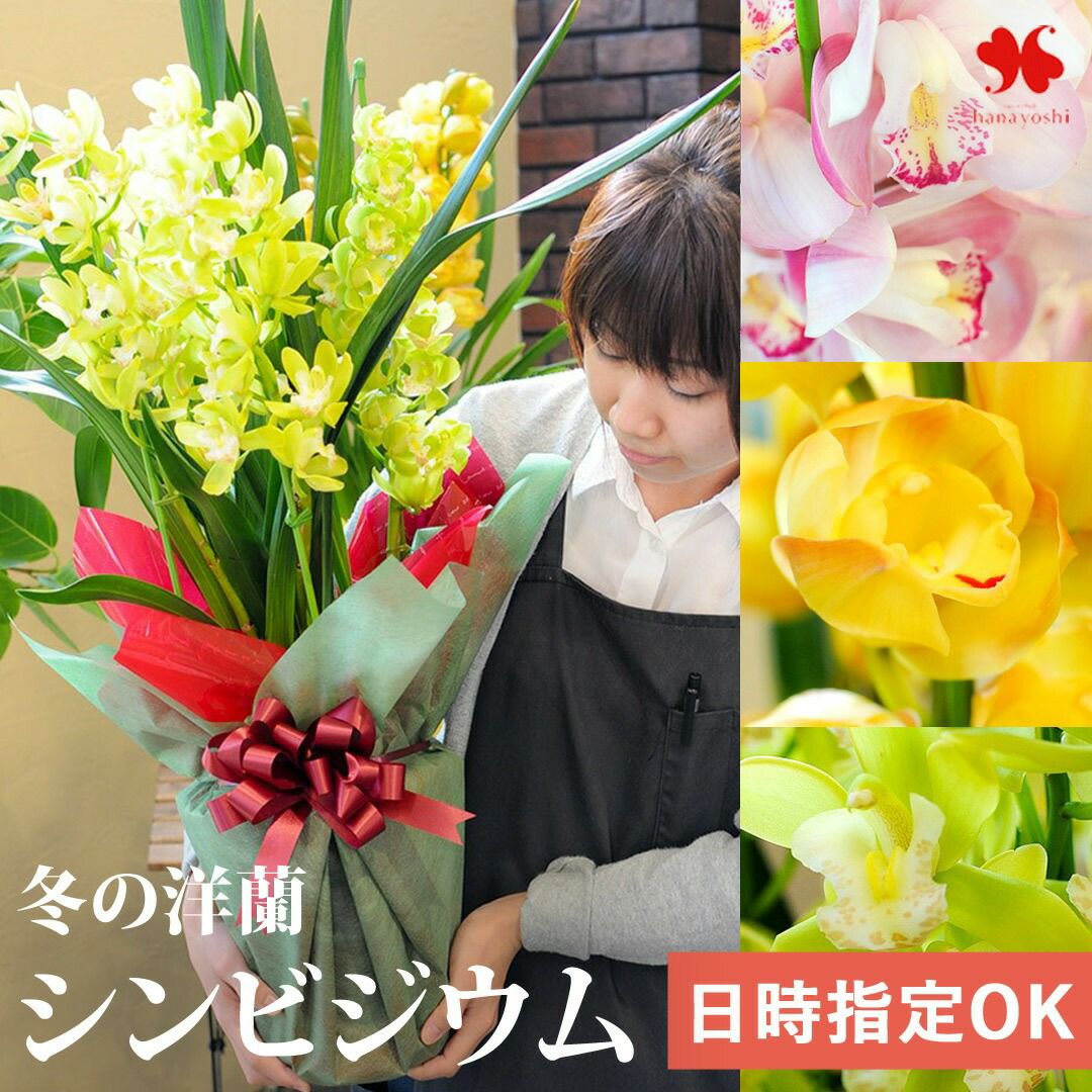 送料無料 シンビジウム 3～4本立 選べる3色 日時指定OK 11月22日～12月