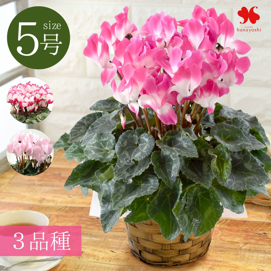 鉢植え 品種が選べる シクラメン 鉢植え 5号鉢 ＜バスケット付＞ 【11