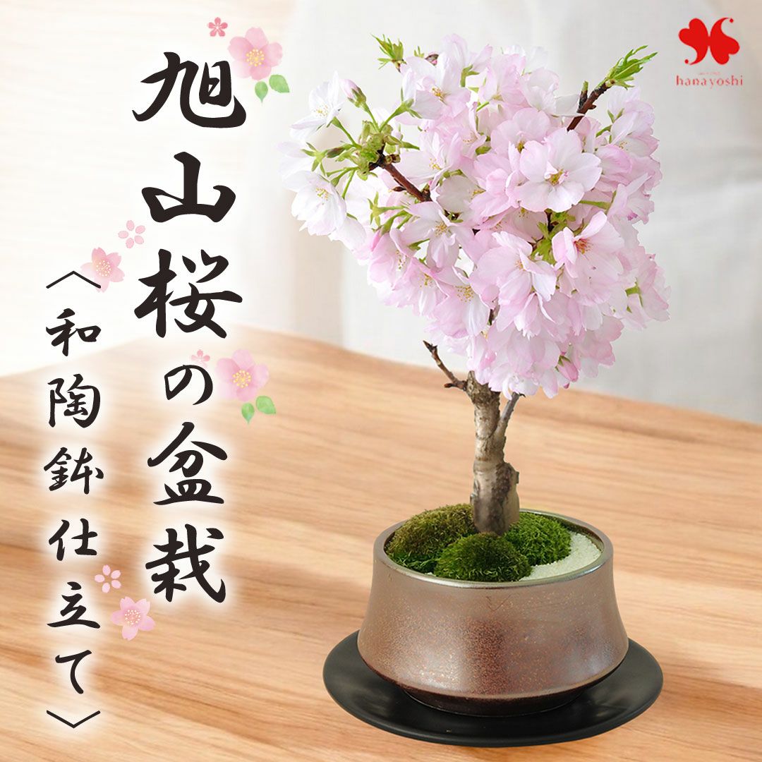 桜の工芸盆栽インテリア装飾 約50cm 盆栽 | フラワーマーケット花由公式サイト