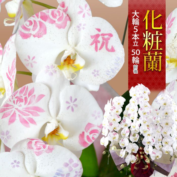送料無料 化粧蘭 ケショウラン 胡蝶蘭 洋蘭＜大輪・3本立ち＞30輪