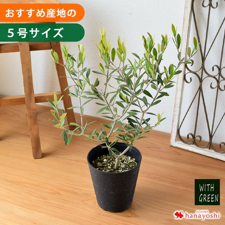 鉢植え オリーブの木 5号鉢 ＜プラスチック鉢でお届け＞ | フラワー