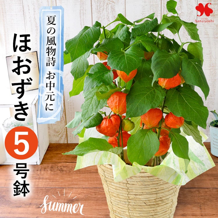 夏の風物詩 鉢植え ほおずき 5号鉢 in バスケット ＜6/12～7/31の間で