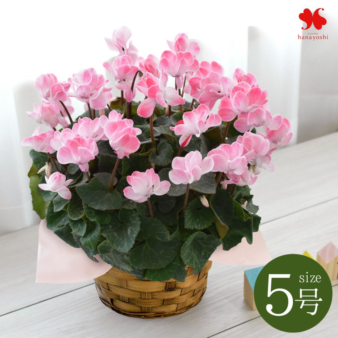 鉢植え シクラメン ウィンクシャワーレッド 5号鉢 ＜バスケット付