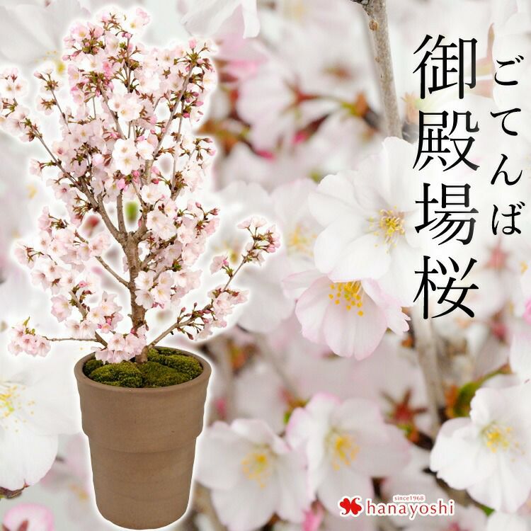桜の鉢植え 御殿場桜 ＜立ち姿＞ さくら 2/1～3/22まで日時指定OK