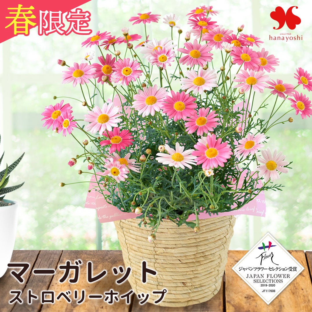 春の鉢花 送料無料 マーガレット ストロベリーホイップ 5号鉢 2/27～4