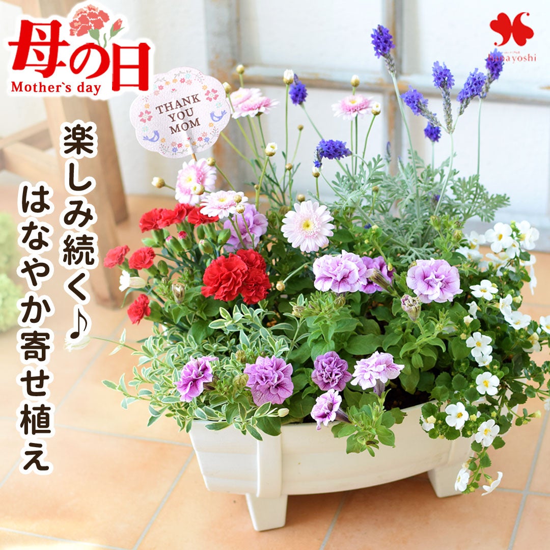 【期間限定出品予定】新品 未使用品 ELBE 花瓶(福生市) 母の日 2026 鉢植え 寄せ植え ピック付 プランター | フラワー