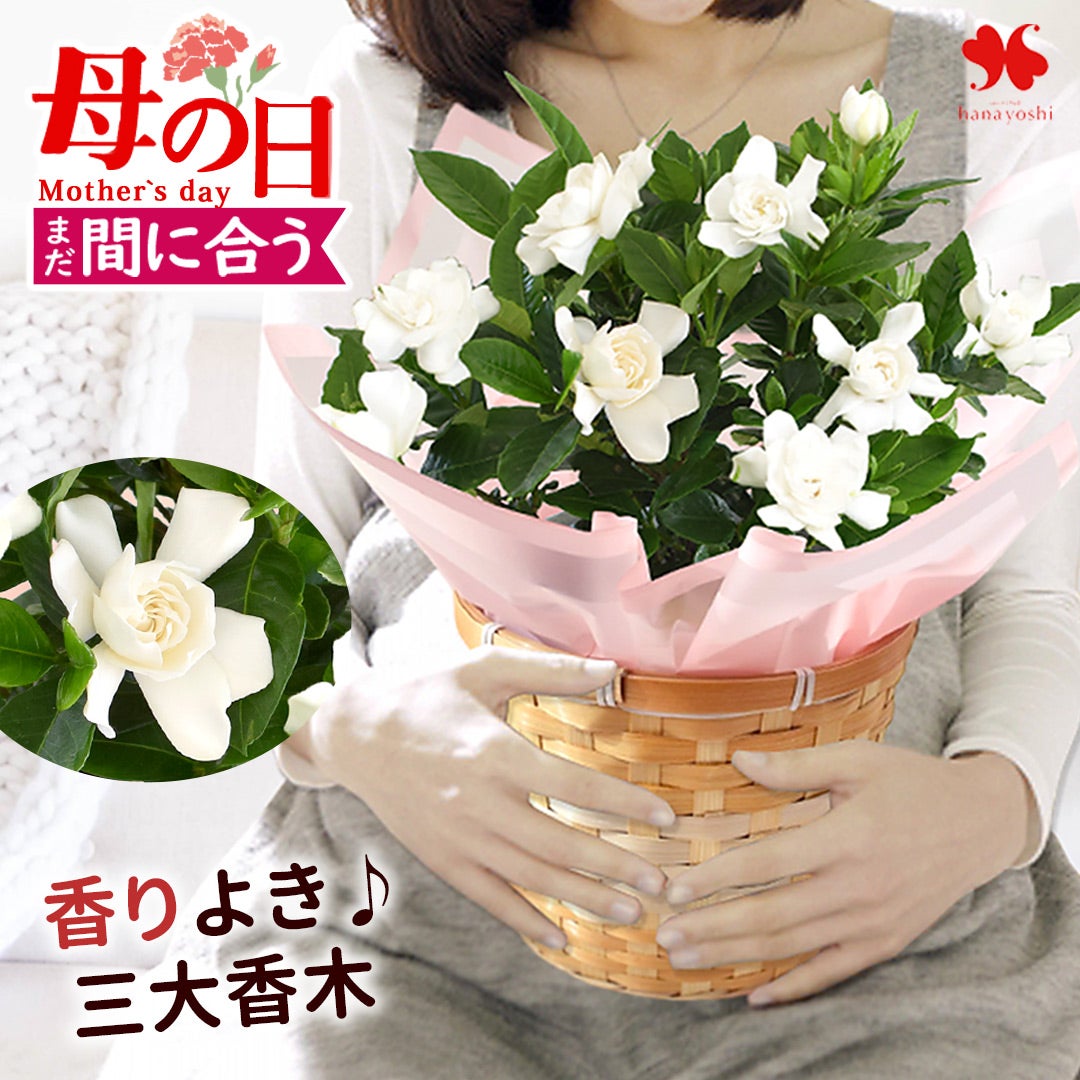 まだ間に合う 母の日 2026 プレゼント 花 鉢植え ガーデニア クチナシ