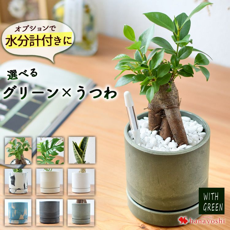 ミニオリーブ スタンド仕立て 鉢植え オリーブ 観葉植物 インテリア