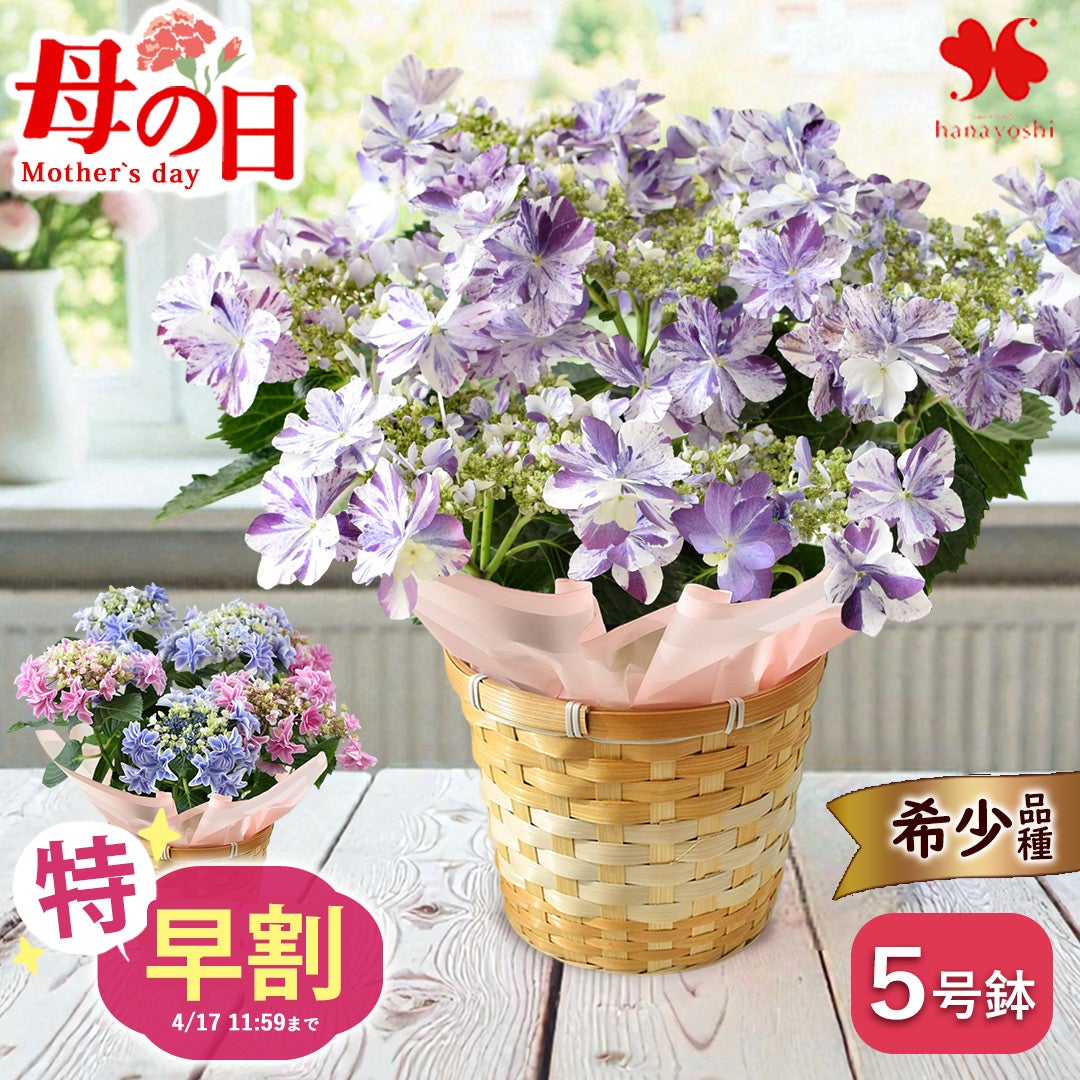 母の日2026 花鉢・寄せ植え | フラワーマーケット花由公式サイト