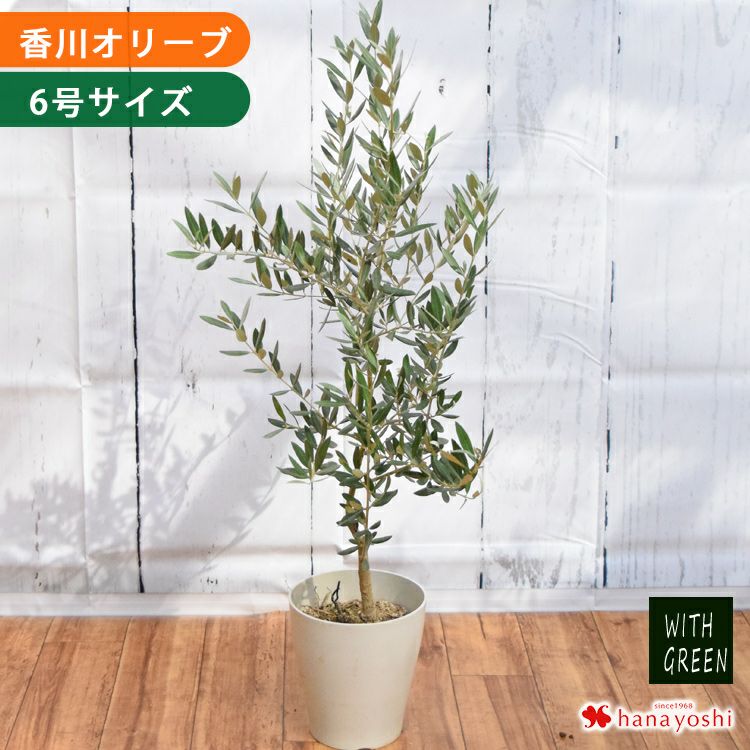 シンボルツリーの寄せ植え 鶴亀園オリーブ ＜モダンスクエア鉢でお届け