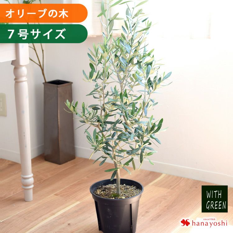 ユーカリ・グニー 鉢植え 観葉植物 ユーカリの木 10/7～11/中旬 お届け