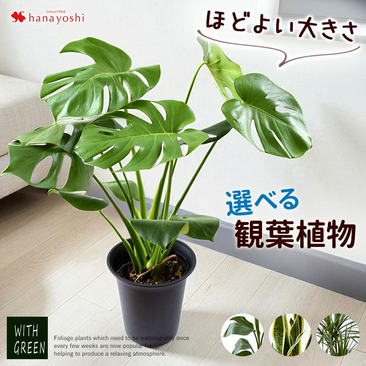 ユーカリ・ポポラス 鉢植え 観葉植物 9/1～9/末頃 お届け | フラワー