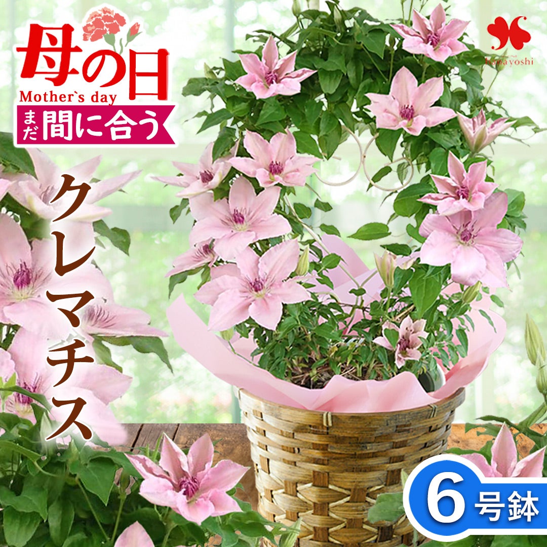 まだ間に合う 母の日 2026 クレマチス 鉢植え 5号鉢 in バスケット