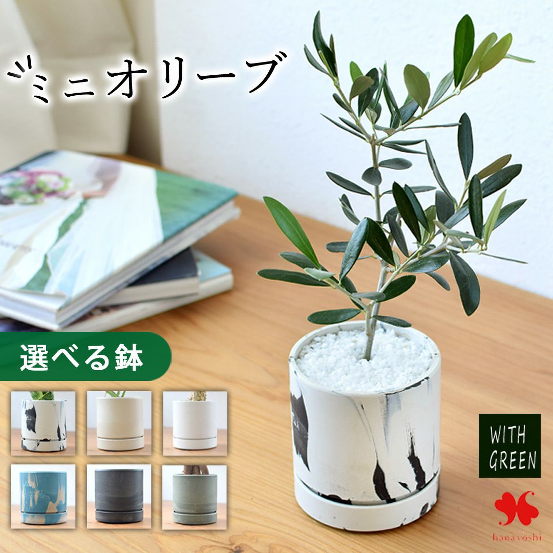 ユーカリ・グニー 鉢植え 観葉植物 ユーカリの木 10/7～11/中旬 お届け