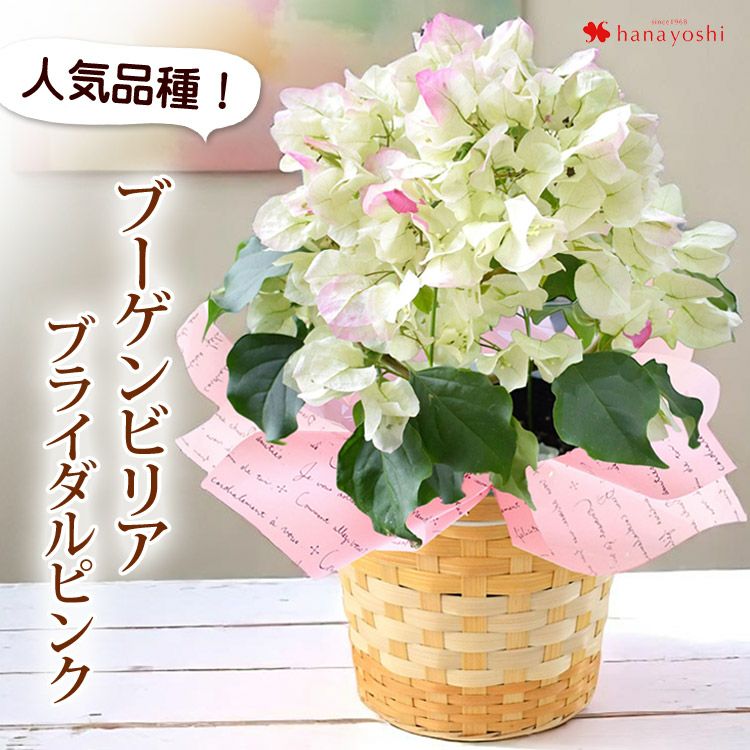 鉢植え ブーゲンビリア ブライダルピンク 5号鉢 in バスケット ＜～7