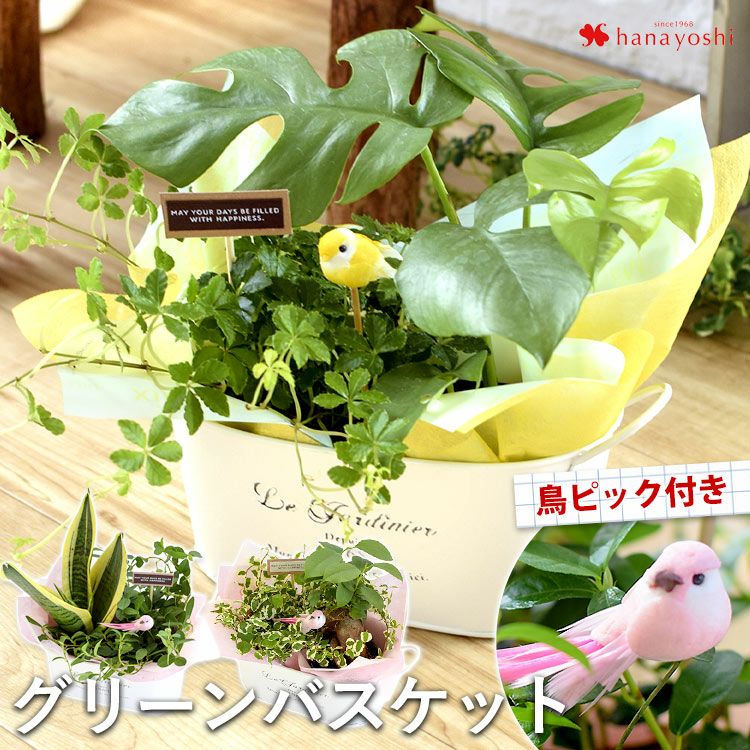 鳥用品 グリーンバスケット 000000000852-01.jpg?size=l&w=