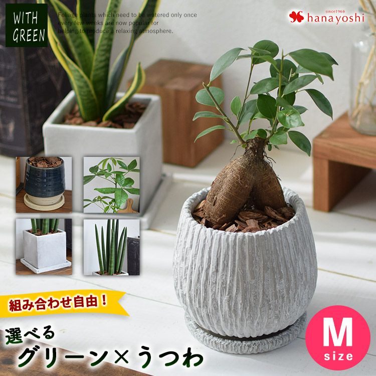 選べる 観葉植物x選べるうつわ Mサイズ ガジュマルの木 サンスベリア