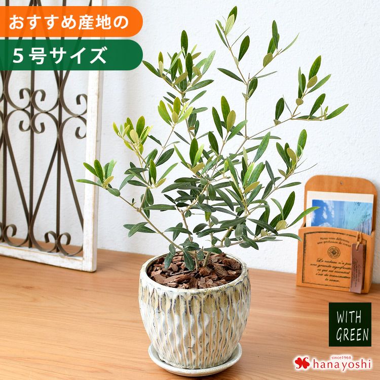 オリーブ | フラワーマーケット花由公式サイト