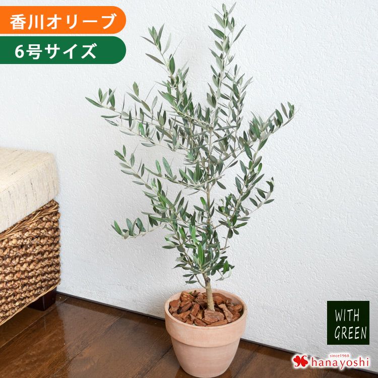 鉢植え オリーブの木 7号鉢 ＜テラコッタ鉢でお届け＞ | フラワー