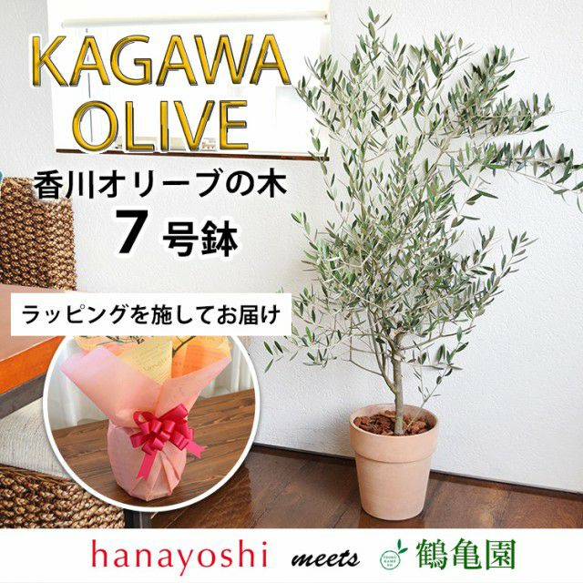 引き取り限定！！オリーブの木 000000000907-01.jpg?size=m&w=