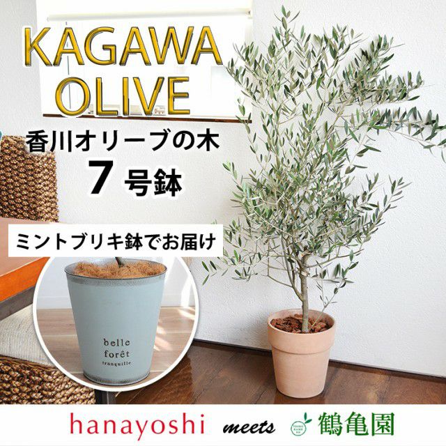 ⭐︎限定品⭐︎ひむかラックスリーオ 7号鉢 正規品タグ付き メインで選ぶ | フラワーマーケット花由公式サイト