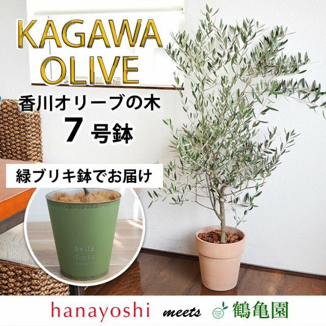 鶴亀園さんの香川オリーブの木 7号鉢 ＜ラッピングを施してお届け