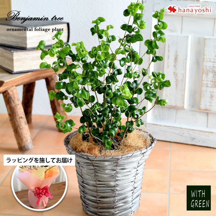 ユーカリ・ポポラス 鉢植え 観葉植物 9/1～9/末頃 お届け | フラワー