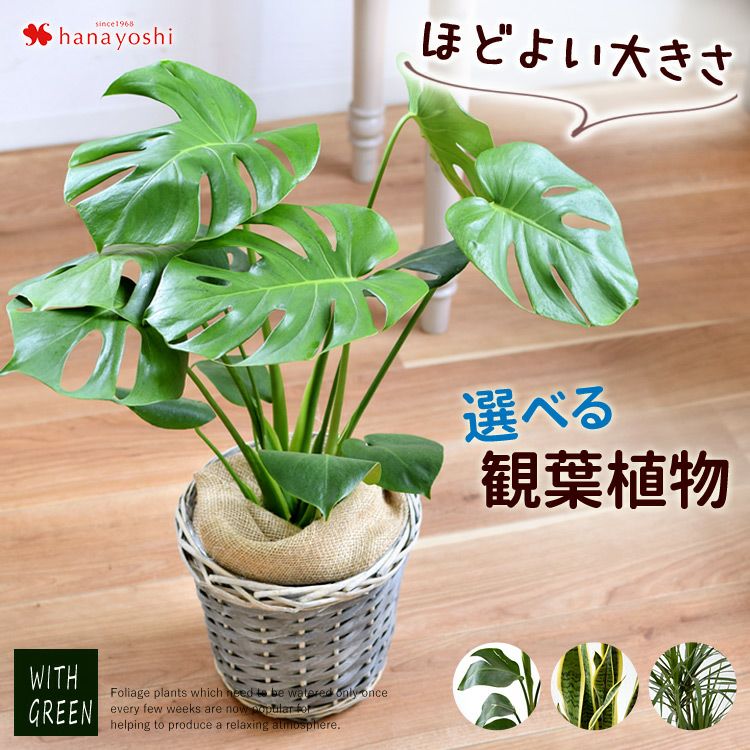 選べる観葉植物 Mサイズ インテリアグリーン ＜バスケットに入れてお