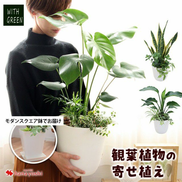 選べる観葉植物の寄せ植え 人気の7種 ＜モダンスクエア鉢でお届け