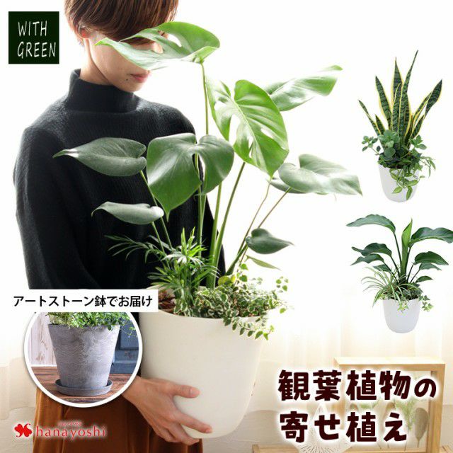 選べる観葉植物の寄せ植え 人気の7種 ＜アートストーン鉢でお届け
