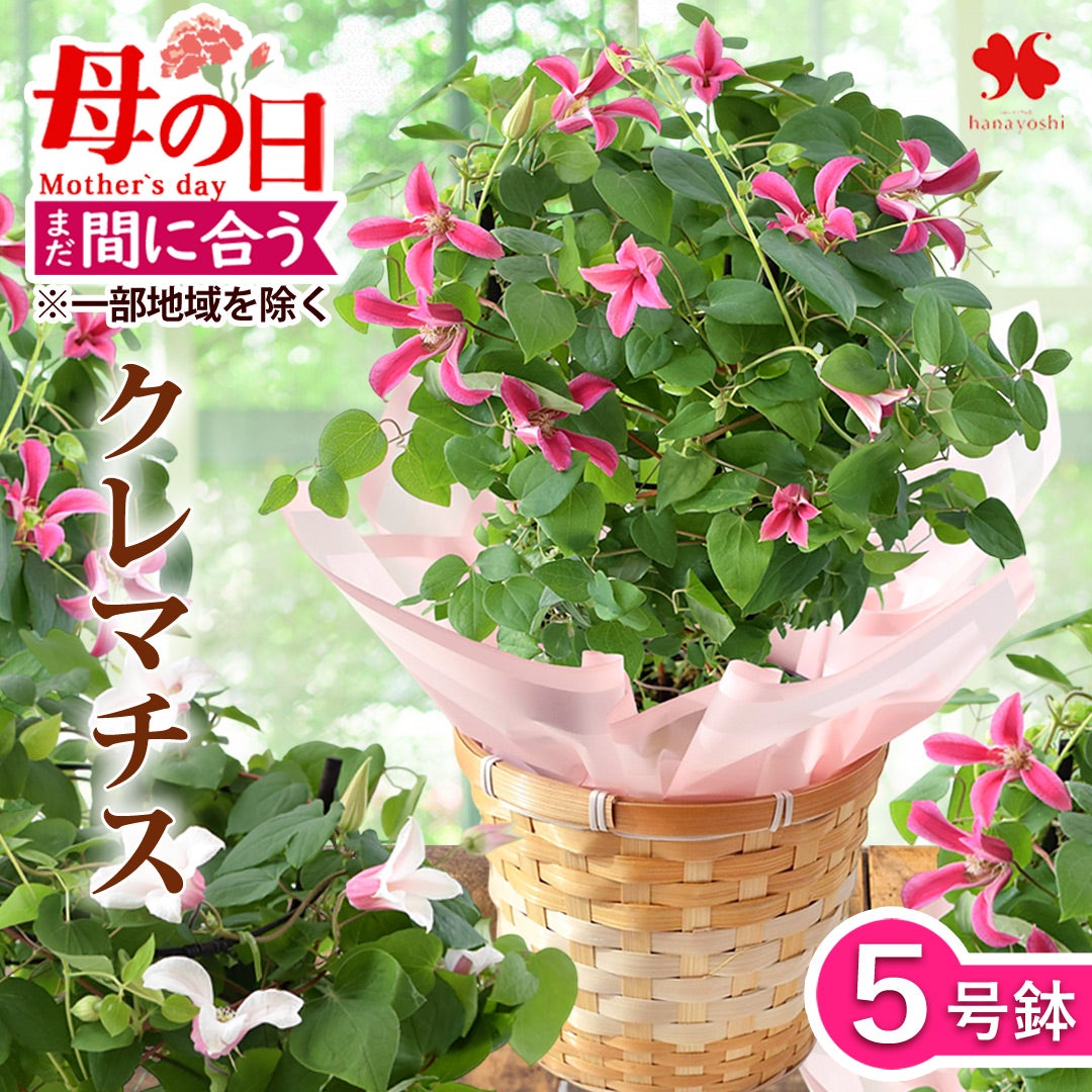 母の日 2026 クレマチス 鉢植え 5号鉢 in バスケット | フラワー