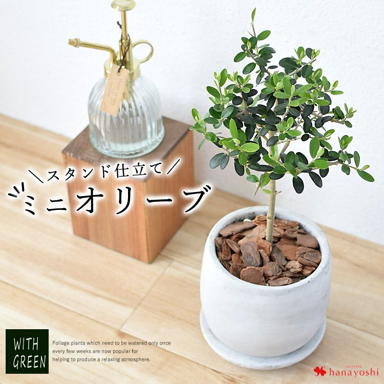 ミニオリーブ スタンド仕立て 鉢植え オリーブ 観葉植物 インテリア