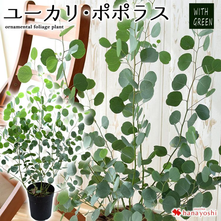 ユーカリ　ポポラス　/97 ユーカリ・ポポラス 鉢植え 観葉植物 9/1～9/末頃 お届け | フラワー
