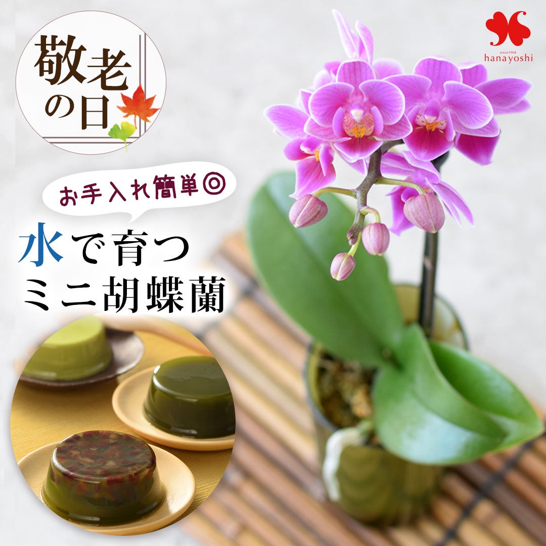 早割 敬老の日 2026 送料無料 鉢植え 土がいらない 胡蝶蘭 ＆ 緑茶甘味