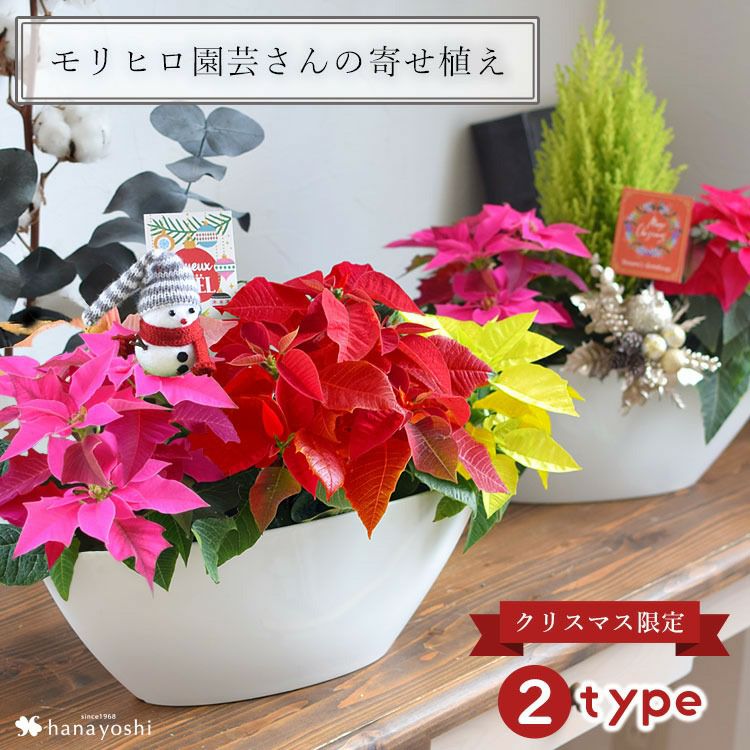 モリヒロ園芸さんの寄せ植え 選べる2種類 ポインセチア コニファー