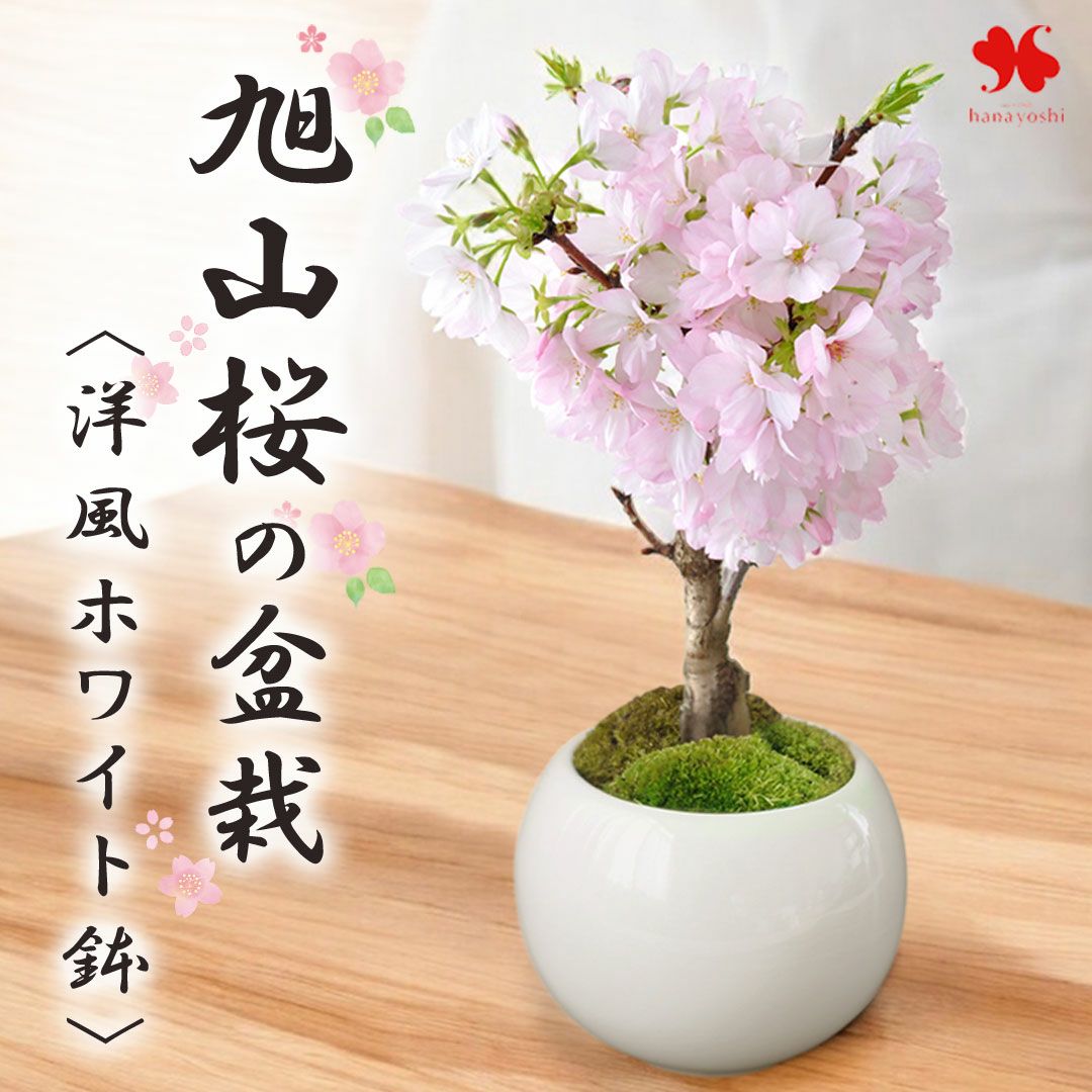桜の鉢植え 御殿場桜 ＜立ち姿＞ さくら 2/1～3/22まで日時指定OK