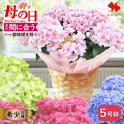 4月限定 送料無料 あじさい 鉢植え 4号 ～4/30まで日時指定OK 