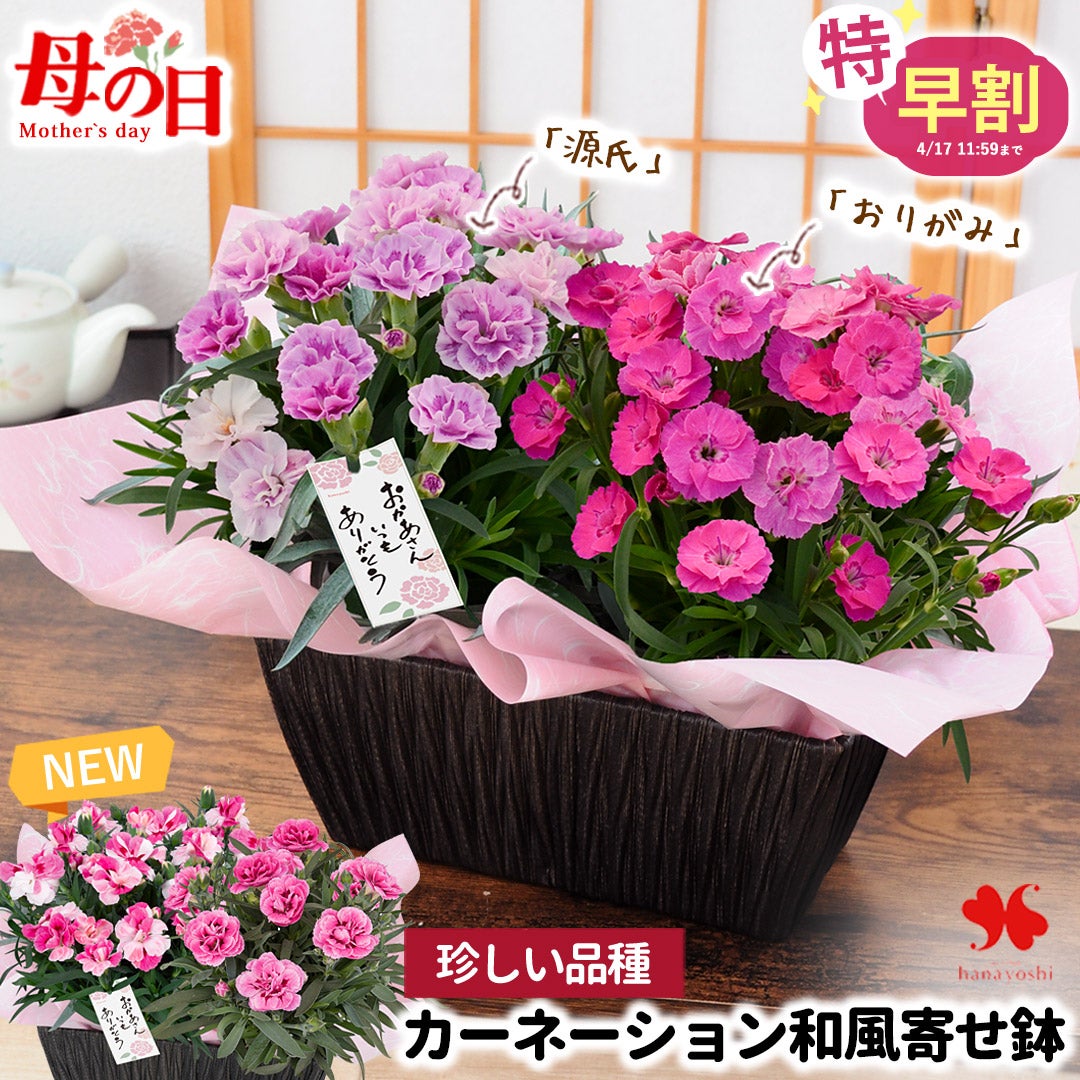 母の日2026 カーネーション | フラワーマーケット花由公式サイト