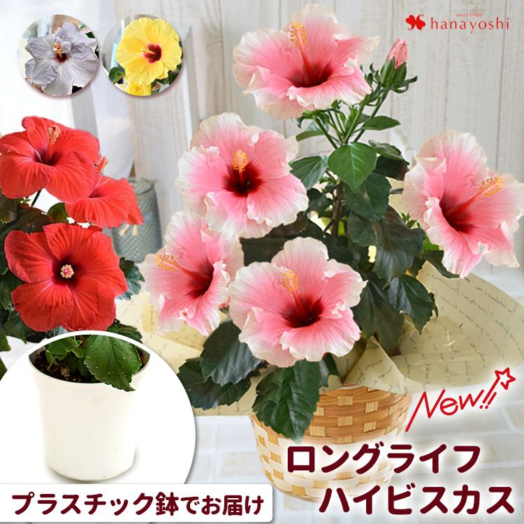 モリヒロ園芸さんの季節の鉢花 ＜プラスチック鉢に入れてお届け＞ 送料