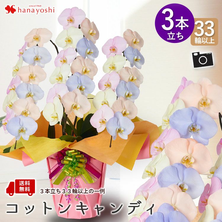 産地直送！リーフさんの カラー胡蝶蘭 コットンキャンディ MIYABI