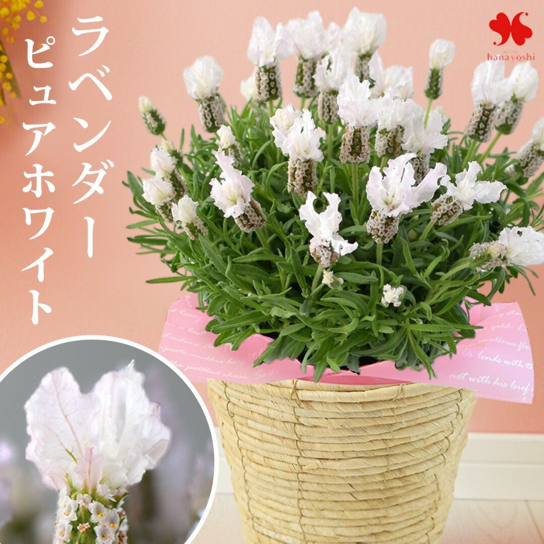 モリヒロ園芸さんの季節の鉢花 ＜プラスチック鉢に入れてお届け＞ 送料